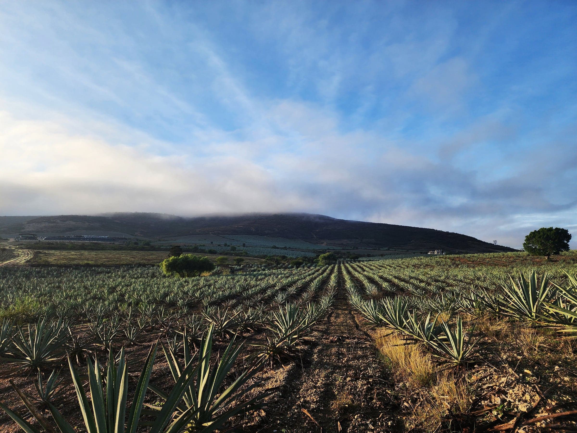 Campos de agave en México