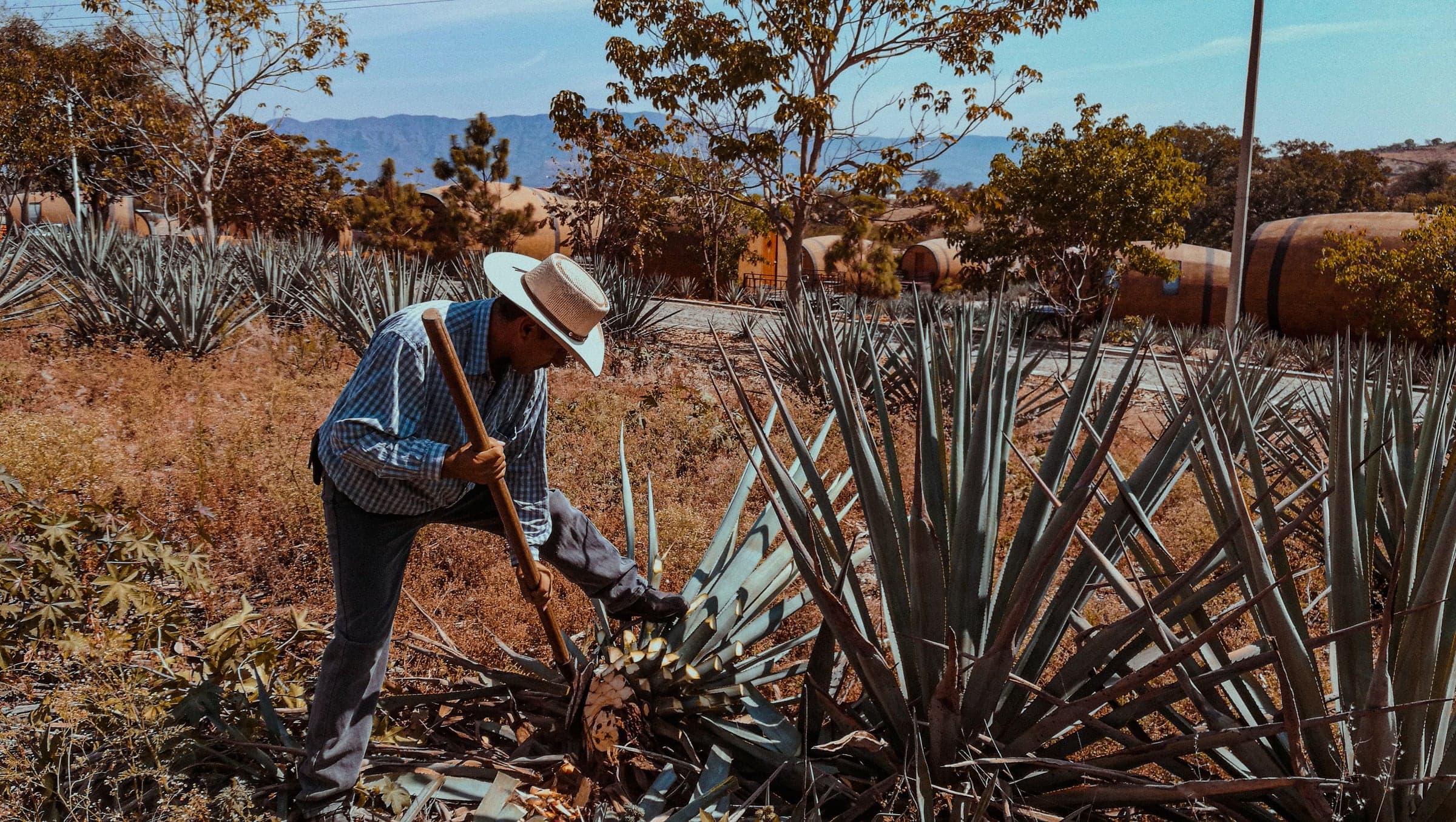 Jimador con agave