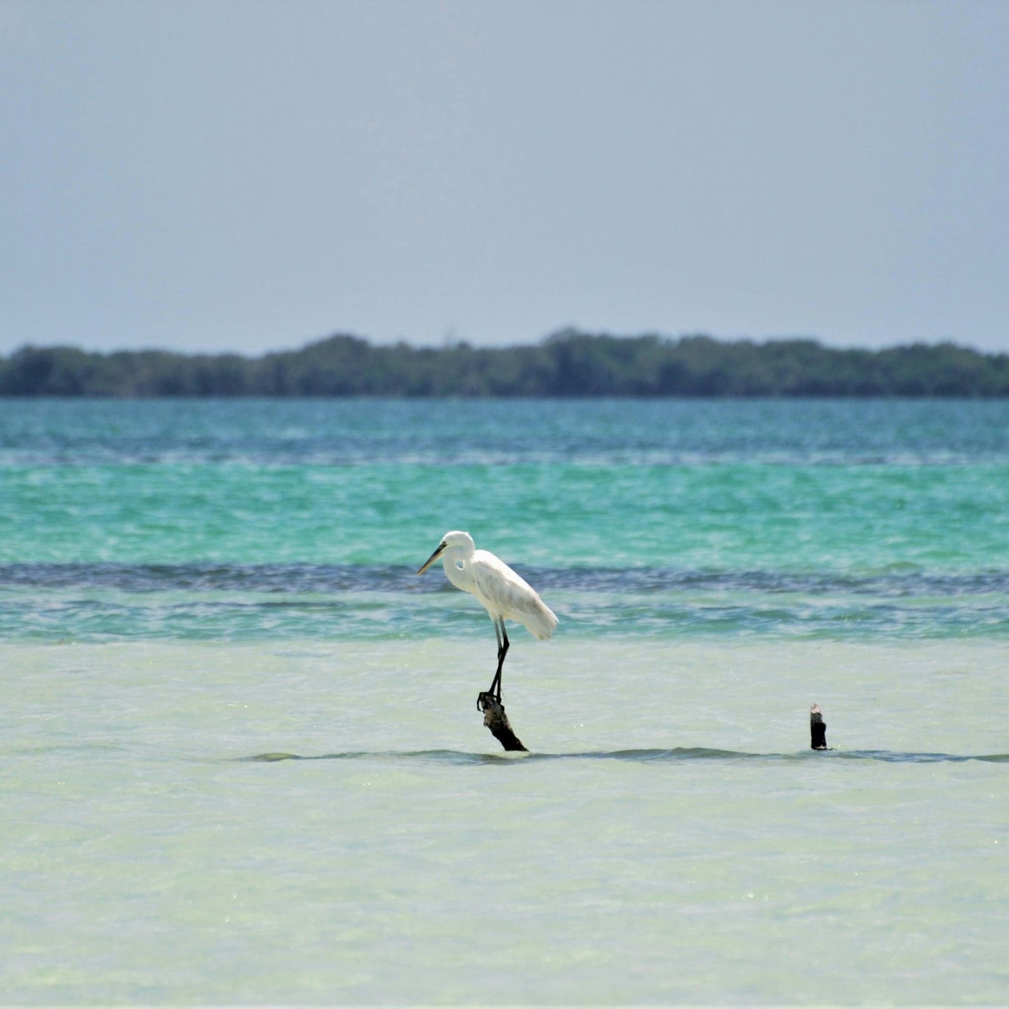 Holbox