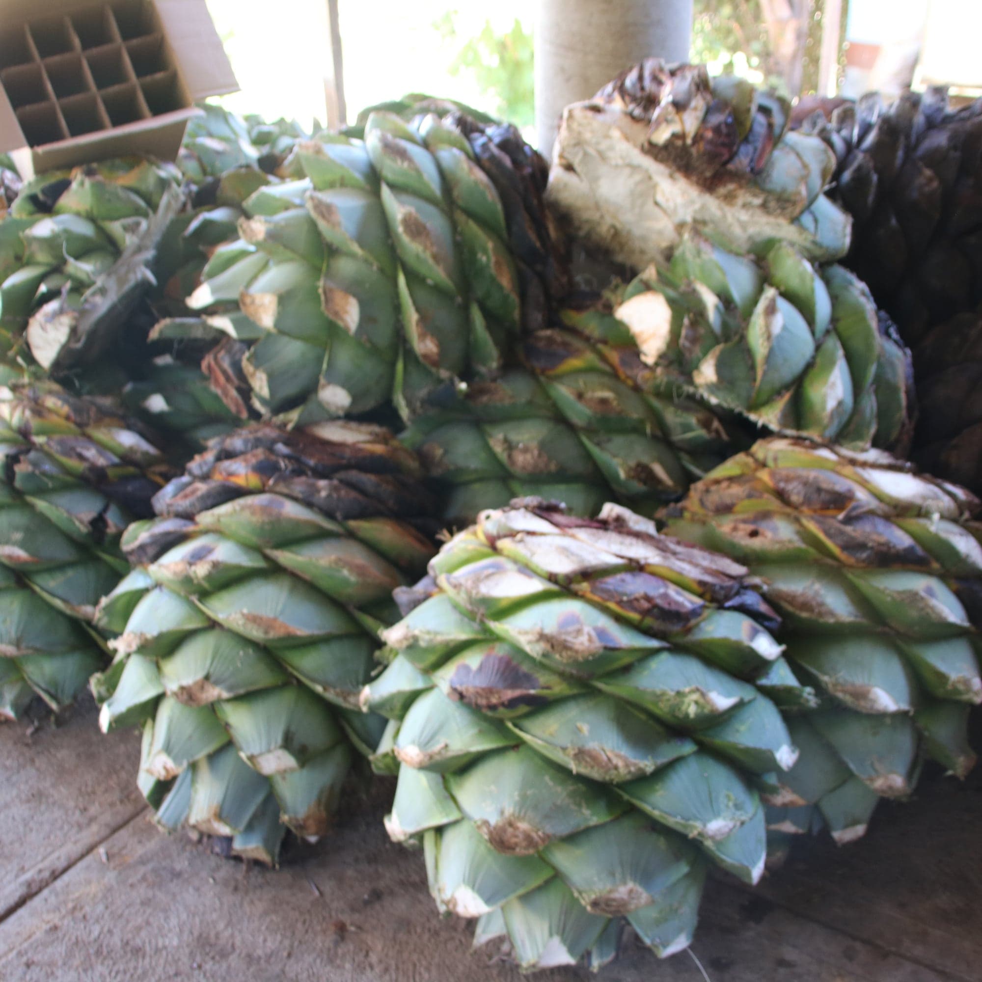 Santiago Matatlán · Capital del mezcal